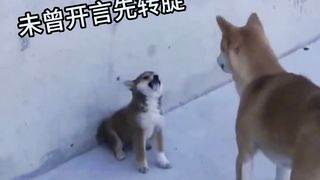dog very very full mastiyan funny video