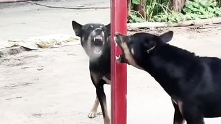 dog funny people video