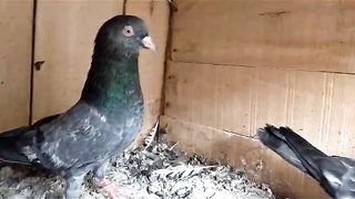 Kamgar red aye breeder pair Beautiful pigeon