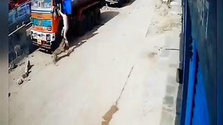 Street dog attack on tiger street dog ???? attitude -- street dog vs tiger #shorts #viral #trending