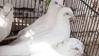 White body moti waly  white aye breederpair pigeon beautiful tadeey
