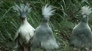 Animal fight 3