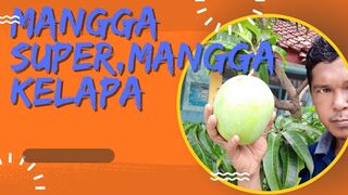 Mangga super, Mangga Kelapa