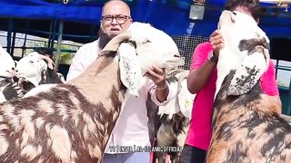 Qurbani Kis Par Wajib Hai - Urdu Status  Whatsapp Status