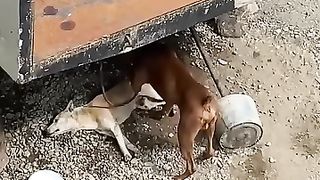 Dog pranking guy.
