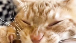 Funny Cat Viral Video 44