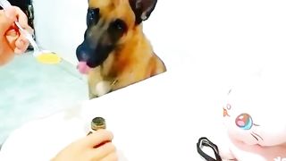 Funny Dog Viral Video 35