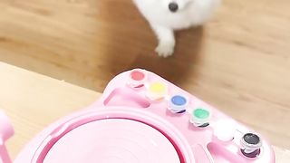 What's your favorite fruit?#cute #dog #funny #nico #smartnico