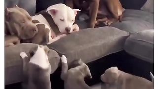 Funny Dog Viral Video 36