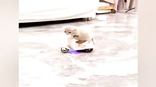 Cats Doing Cat Things