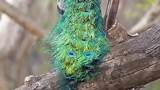 beautiful peacock 3
