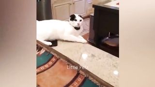 Funniest Animals 2023 ???????? Best Cats and Dogs Videos ???????? Part 11 2