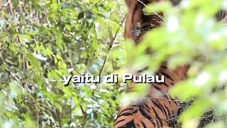 Harimau sumatera