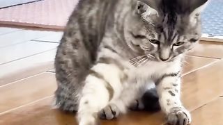 Random animals eps 3