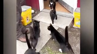 Funny Cat Videos I Funny Animals Compilations