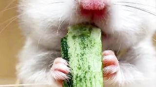 Hamster opens the "horn honey" food journey, the food mode is open