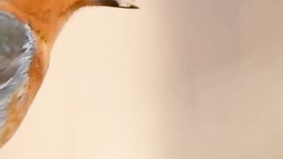 Crazy Facts about Animals |