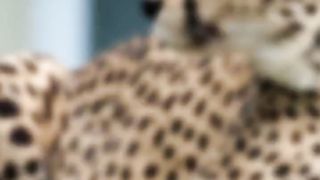 Crazy Facts about Animals | 2