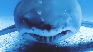 Facing the #SHARK!