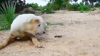 funny dogggggggggg