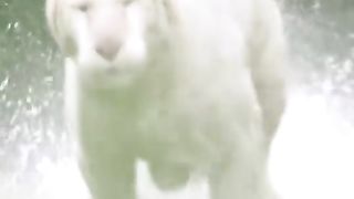 #Attak#tiger#beauttyfull#seen#trend#viral#video