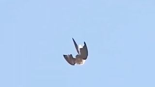 falcon#attack