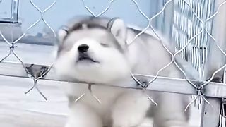 #doogsvideo#best#dog#beauttyfull#doogs