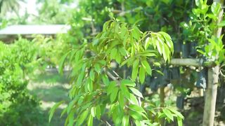 Langka Farmer Instant Kumita ng Milyon_ Secrets Revealed