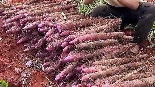 Farmers really enjoy sweet potato harvesting
