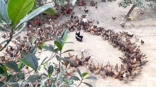 Poultry feed recipe_how to make feed for free-range chickens is simple, economical and effective