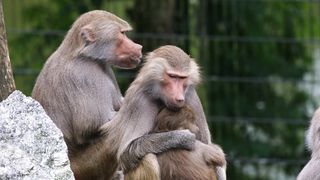 funny monkey 7