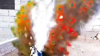 Peacock - peacock opening feathers