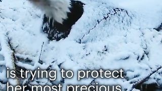 respect???????? ????????????????watch baby eagles grow from two small eggs #eagles