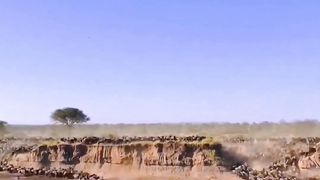 Wildebeest crossing the River