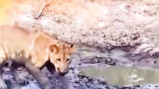 Lions Hunt a Duck