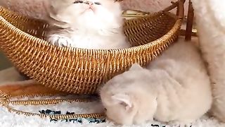 kittens