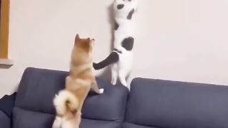 Cat who wants to catch bugs