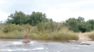 jaraf vs cracodile