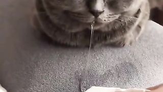 drooling cat