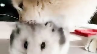 Cat messing with hamster