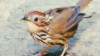 beautiful Sparrow Singing #foryou #virel #febspot