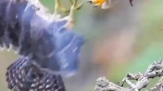 eagle Eagle Fights Predator To Protect His Babies - Eagle