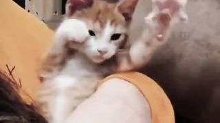 Funny cat blink blink
