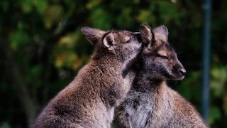 Kangaroos cuddle marsupials
