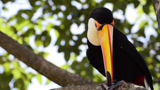 Toucan bird bird singing
