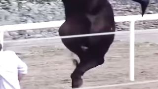 Horse 12