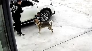 Dog save little kid please be conscious and Respect.