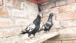 China zakh beautiful breeder pair