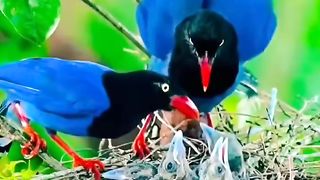 A Família de Azulão de Taiwan é um grupo de aves que encantam com suas plumagens vívidas.