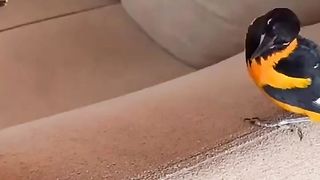 Corrupião Adestrado Cantando Com Bastante Fibra